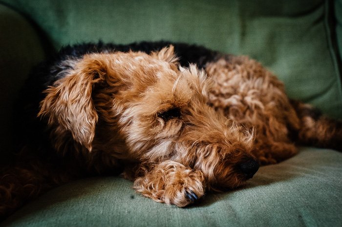 Cute pet photography of a brown dog on a couch shot with medium shallow focus