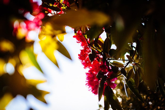 Colorful autumn leaves with foreground bokeh effect, shot with a 50mm prime lens