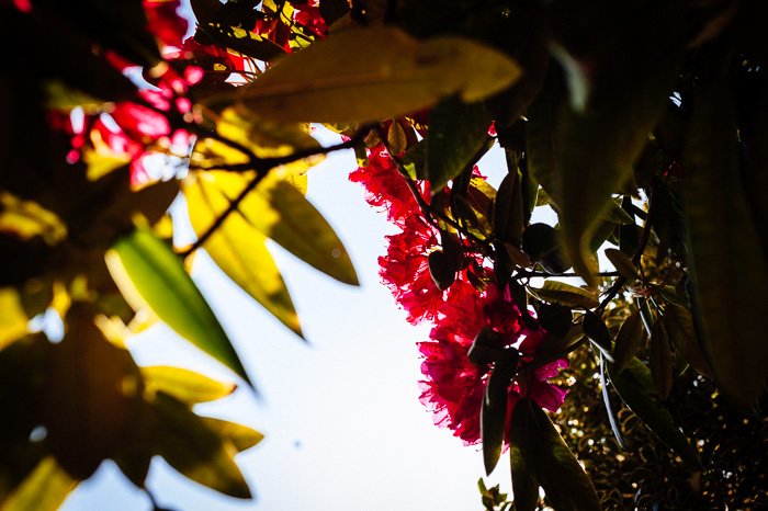 A close up of autumn leaves and colorful flowers shot with a 50mm lens