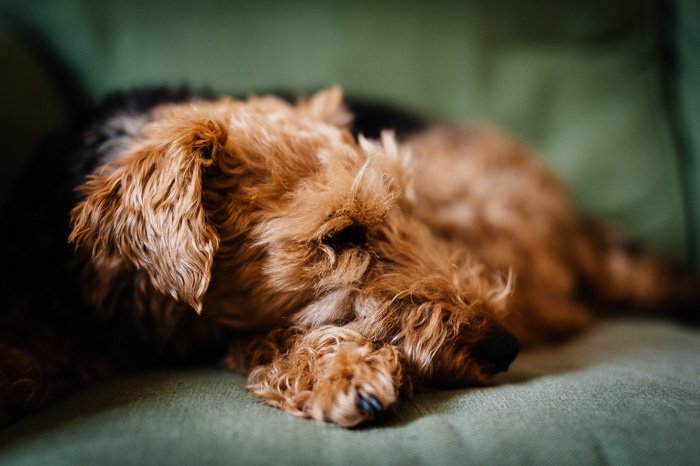 ute pet photography of a brown dog on a couch shot with shallow focus