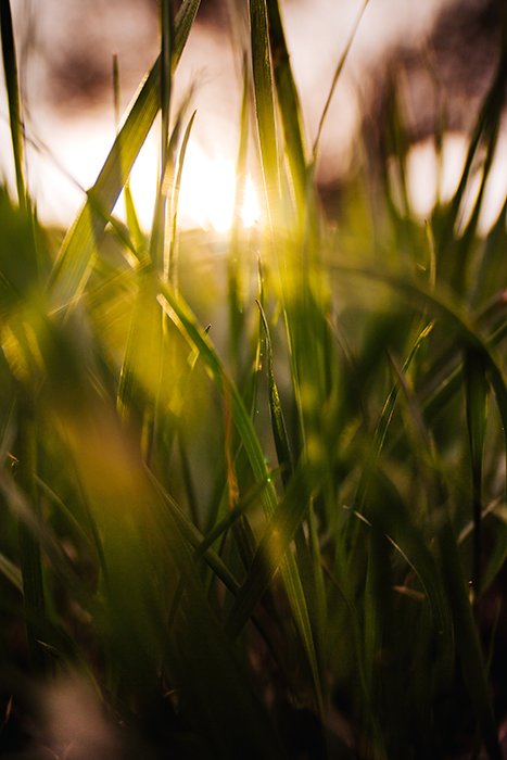 A close up of light shining through blades of grass