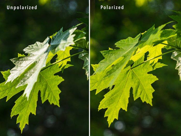 comparison of glare on a leaf polarized vs unpolarized