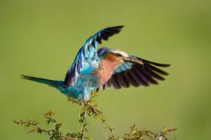 best spotting scope bird photography