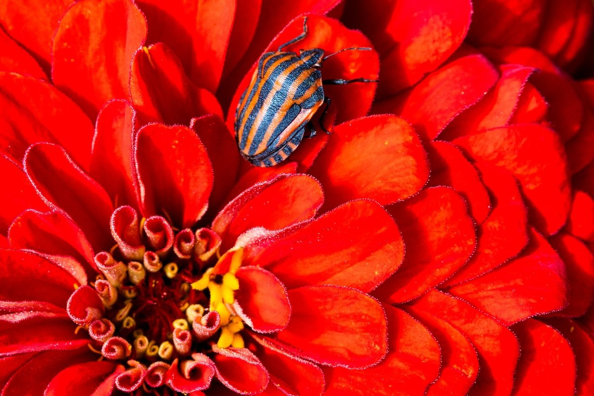 A bug crawling on a red flower shot with a tripod for macro photography