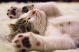 Kitten sleeping with paws in the air