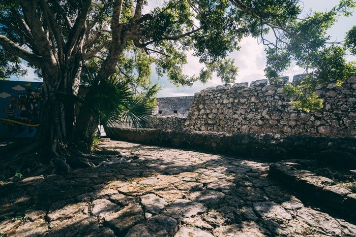 a photo of a tree casting shadows by a stone wall, utilizing dynamic range in photography 