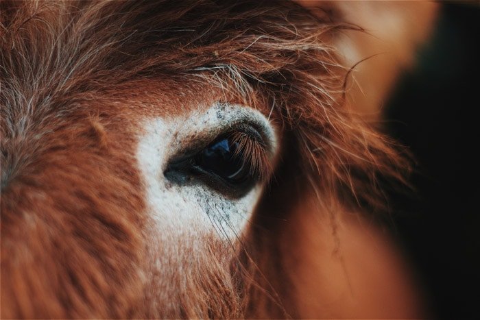 Close up portrait of a brown animal. 
