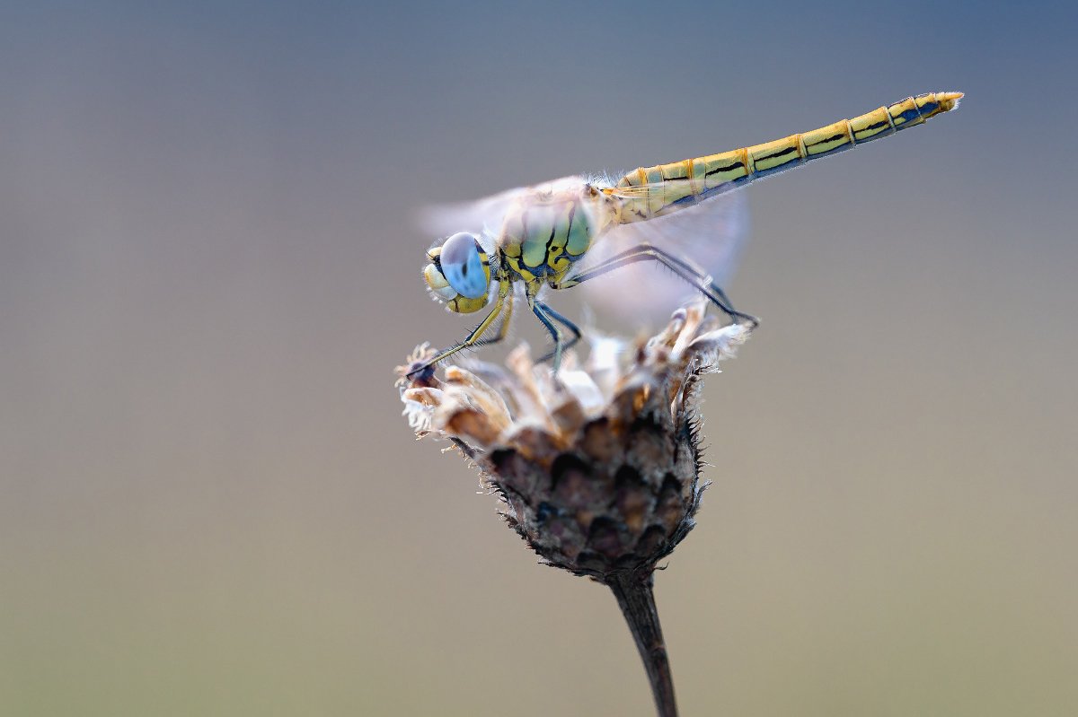 dragonfly photography