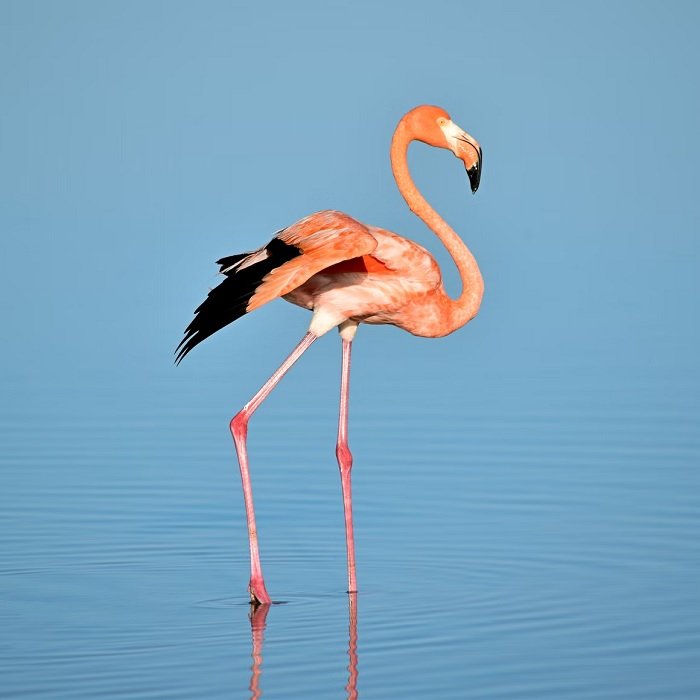 Flamingo wading in blue water, as the main emphasis of the photo