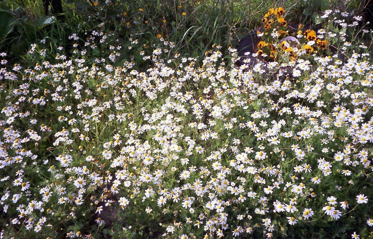 a patch of daisys sharpened with added masking