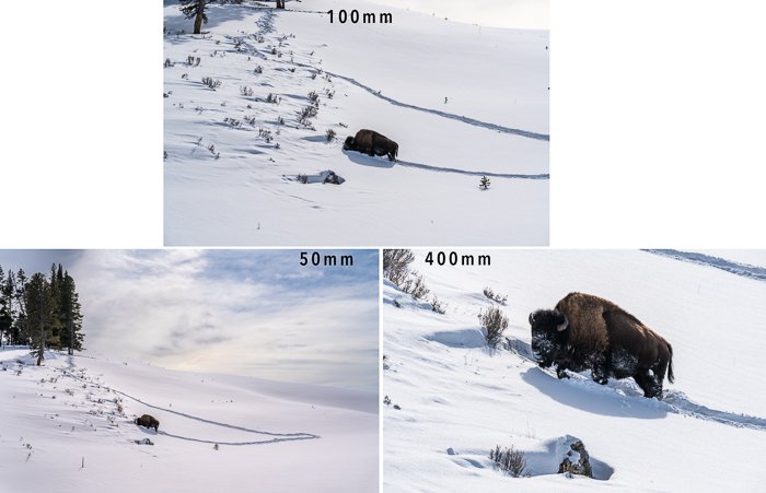 compare three focal lengths magnification bison in snow