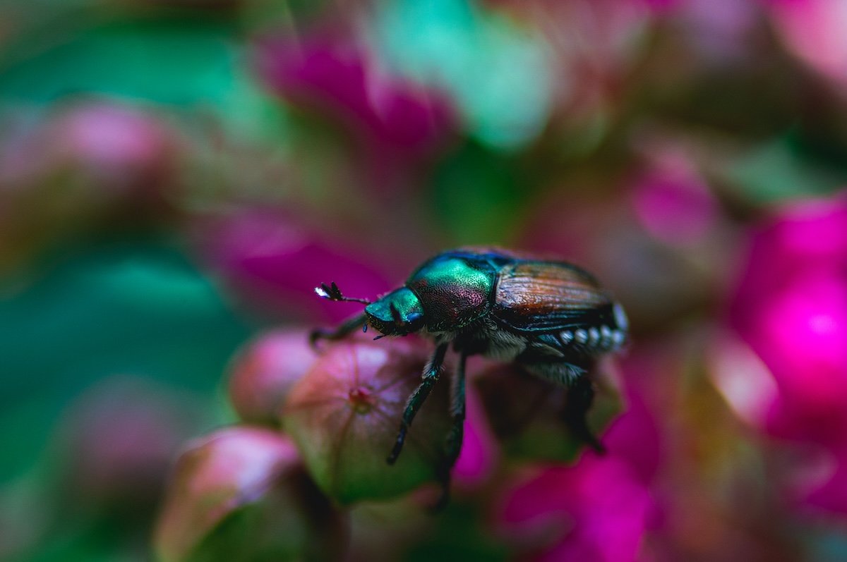 A close-up of an insect with a bokeh background shot with an APS-C camera
