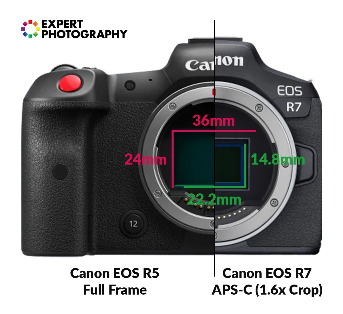 Graphic comparing a full frame vs APS-C sensor on a Canon EOS R5 and a Canon EOS R7