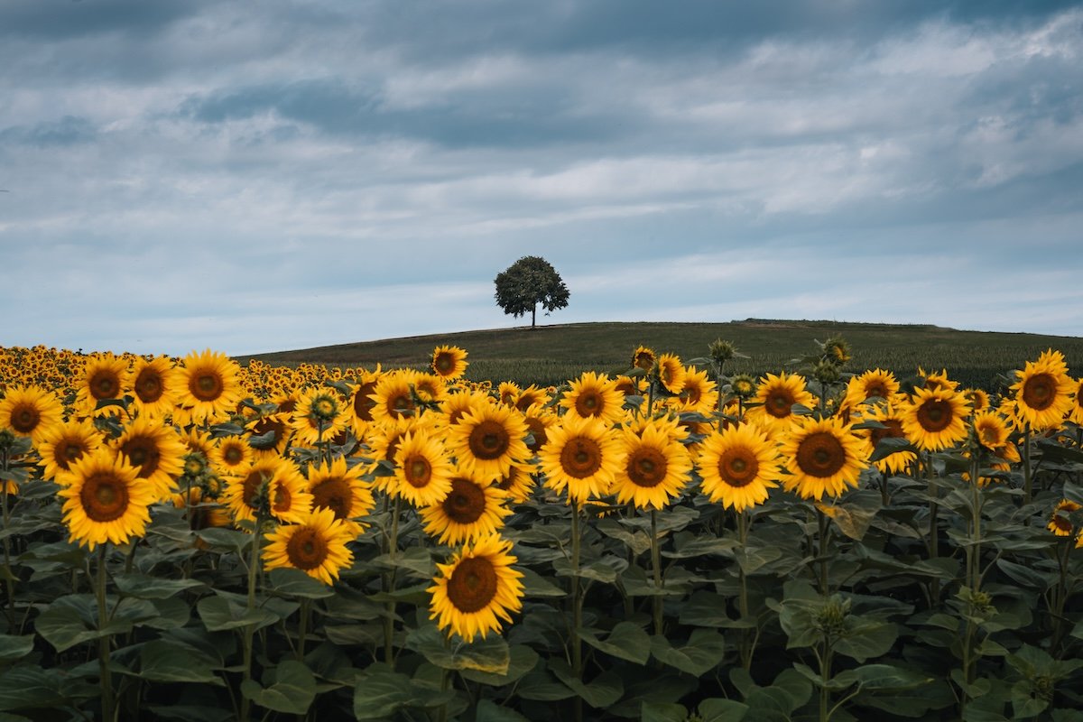 A landscape with a tree and sunflowers shot with a full-frame camera