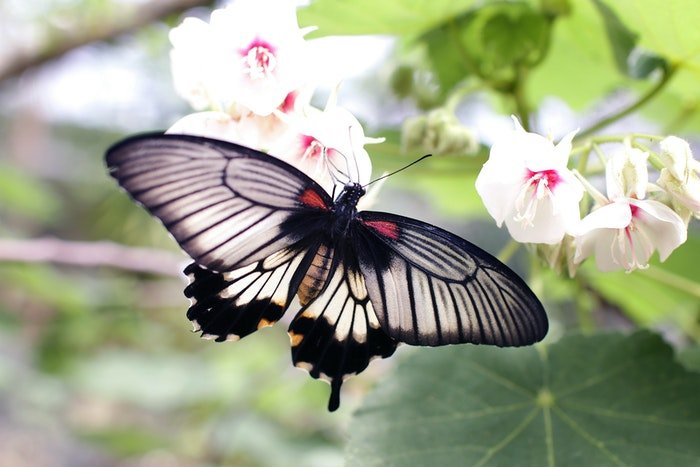 butterfly photography