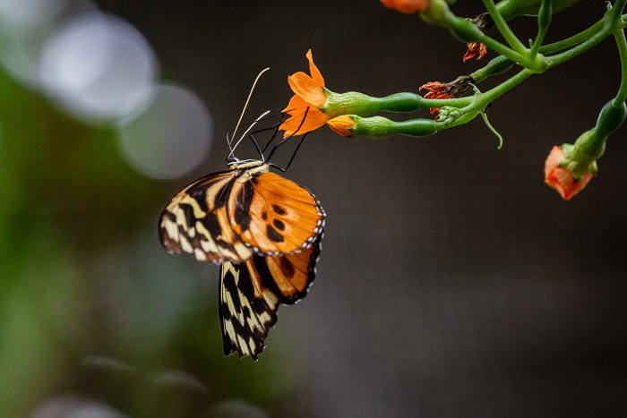 Orange butterfly: the original image with background noise