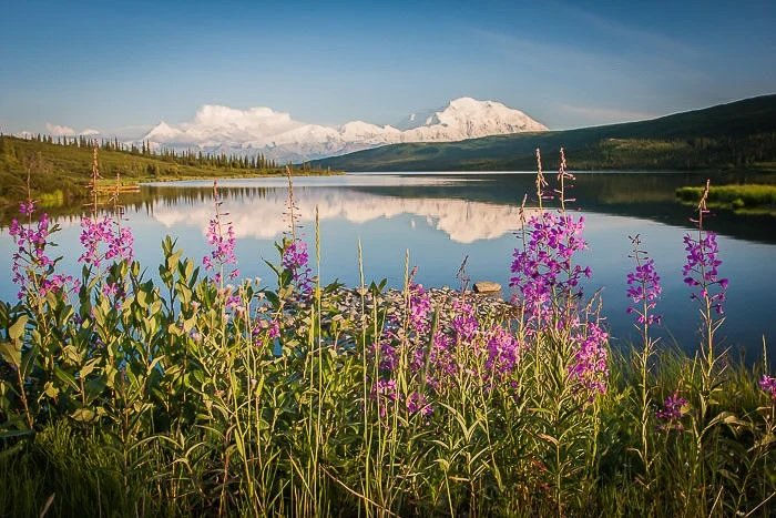 Wild flowers in front of a lake