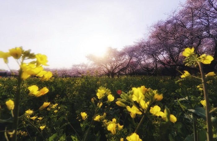 Yellow flowers in the foreground with a meadow beyond 