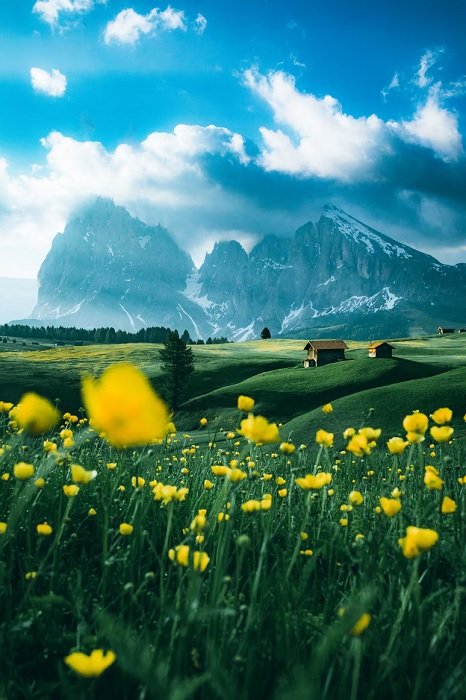 A meadow filled with yellow flowers and mountains behind it