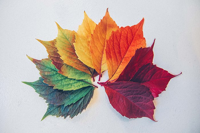 spectrum of different color leafs