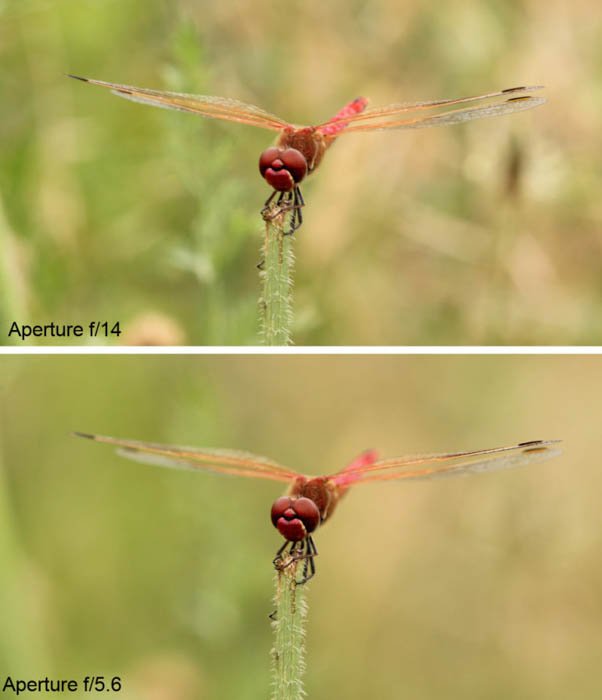 Using a photograph of a dragonfly to show the difference in depth of field between two different f/stops.