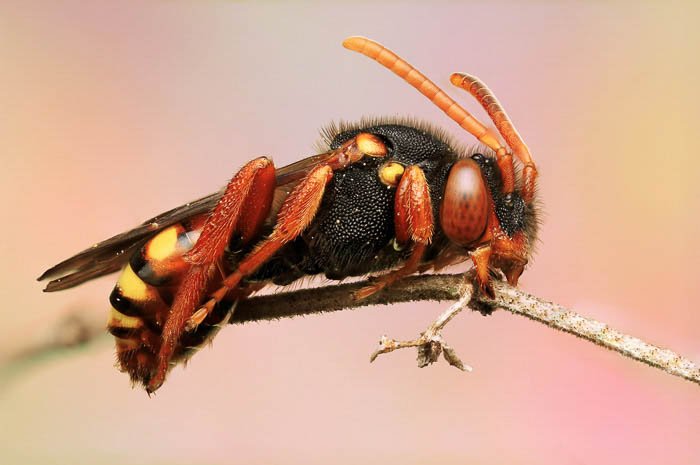 A close up of an insect sitting on a branch