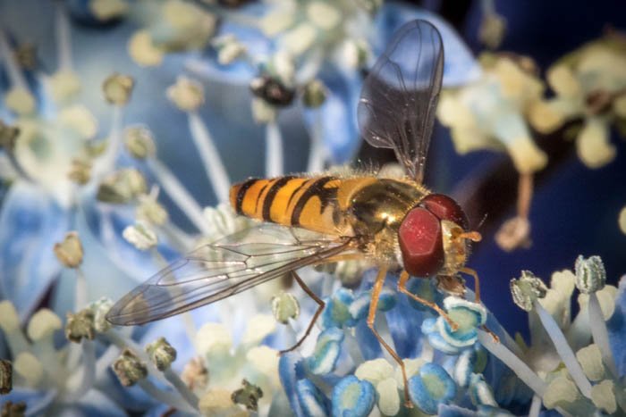 A macro photography close up photograph of a wasp on a flower