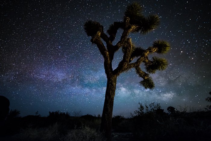 A tree against a star-filled sky to for Milky Way photography