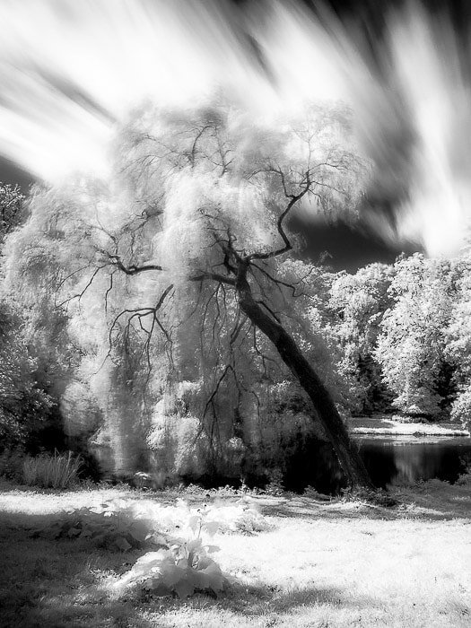 Infrared long exposure (about 20 seconds) in a city garden. creative motion blur.