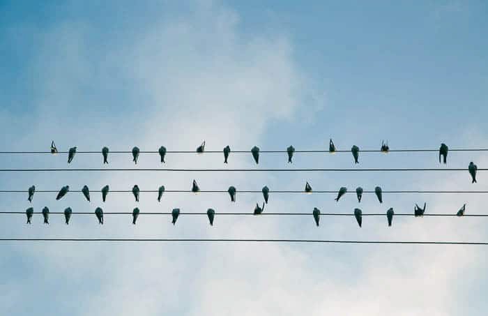 The silhouettes of birds perched on 5 electrity wires against a blue sky - digital photography for beginners