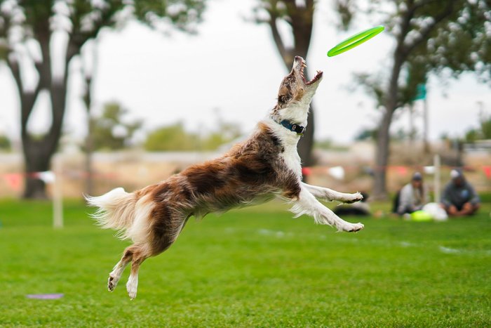 A dog jumping for a Frisbee outdoors, shot with a Sony a7R III mirrorless camera