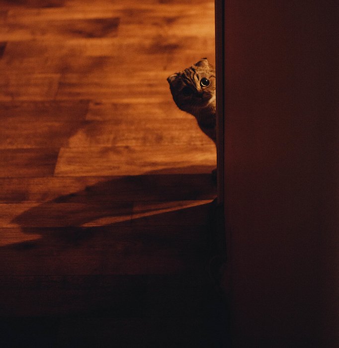Photo of a cat peeping from a corner in tungsten light