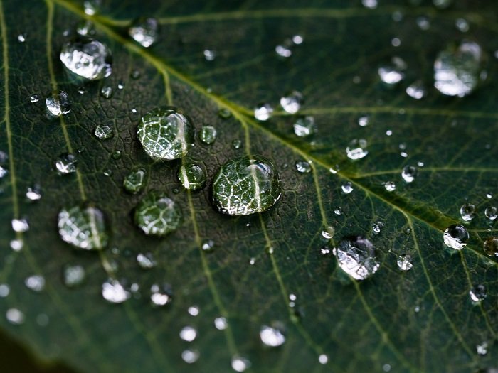 macro photo of water droplets on a leaf