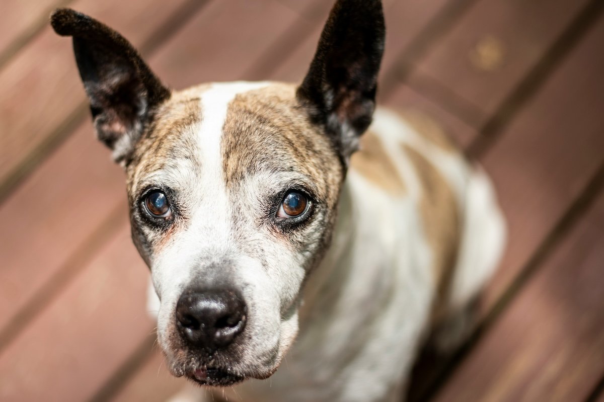 Close-up portrait of a dog shot with a wide aperture of f/1.8