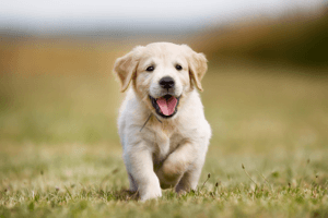 cute puppy photoshoot: Happy Puppy trotting toward camera